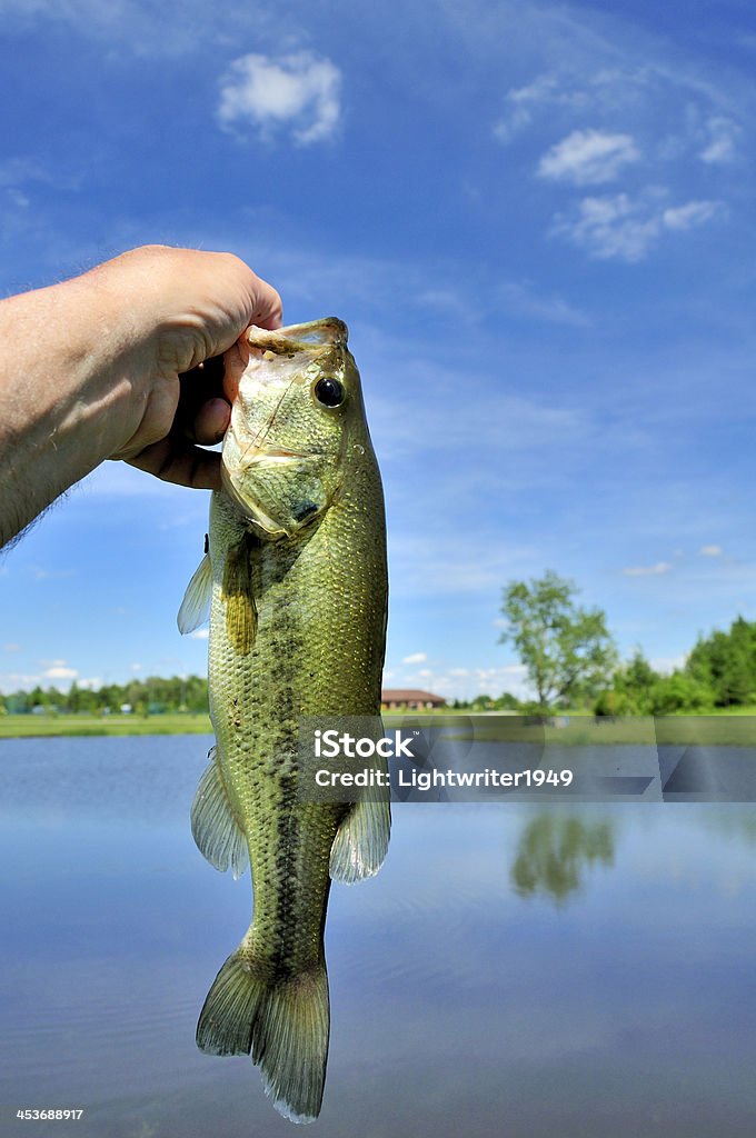 Micropterus Salmoides - Foto de stock de Exterior royalty-free