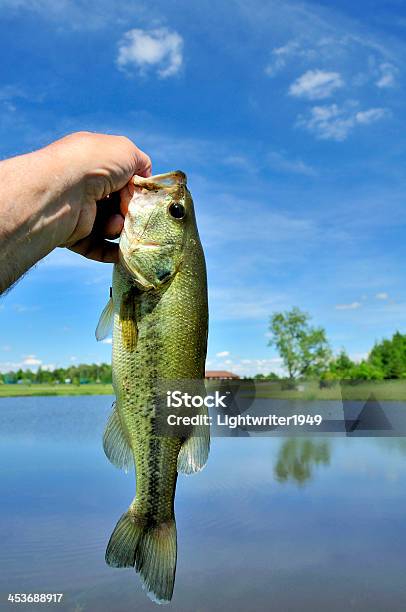 Foto de Micropterus Salmoides e mais fotos de stock de Exterior - Exterior, Fauna Silvestre, Fotografia - Imagem