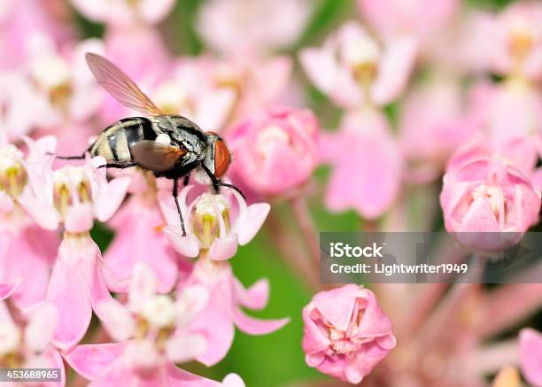 Photo libre de droit de Tachinid Fly banque d'images et plus d'images libres de droit de Animaux nuisibles - Animaux nuisibles, Diptère, Faune sauvage