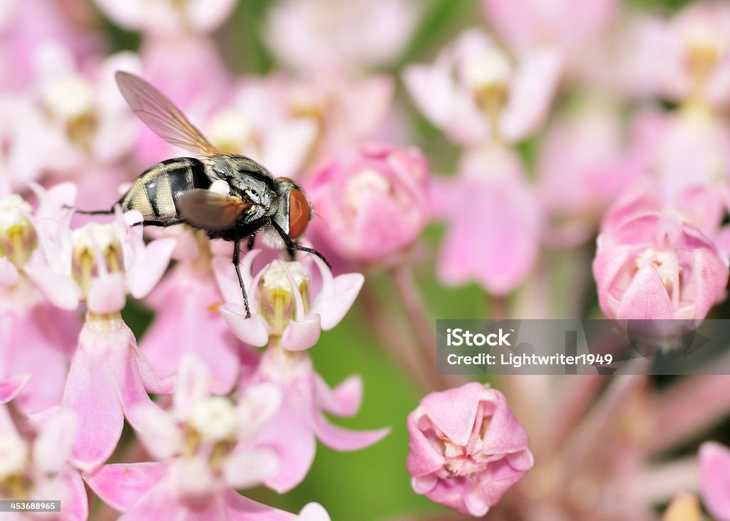 Tachinid Fly - Zbiór zdjęć royalty-free (Bez ludzi)