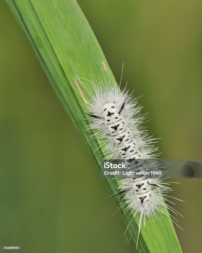 Hickory Büschelgras Motte Caterpiller - Lizenzfrei Makrofotografie Stock-Foto