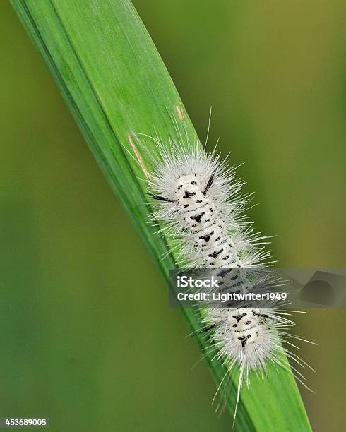 Hickory Büschelgras Motte Caterpiller Stockfoto und mehr Bilder von Makrofotografie - Makrofotografie, Raupe, Borste