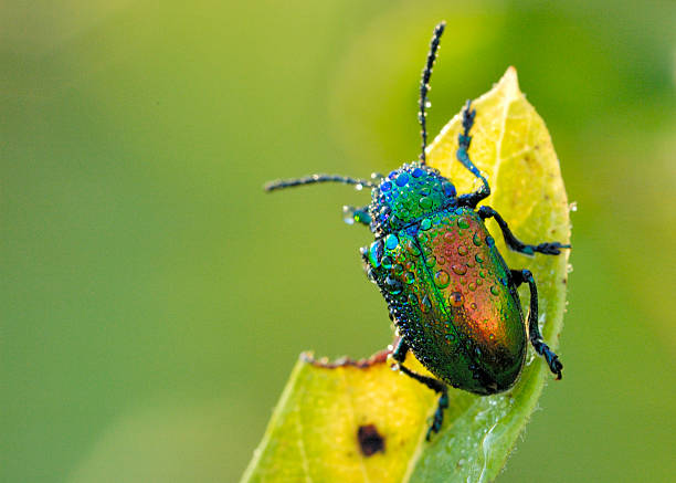 istock Japanese Beetle - Popillia japonica 453689069