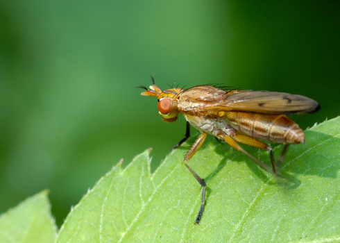 Marsh Fly perched on a plant leaf in a swamp.