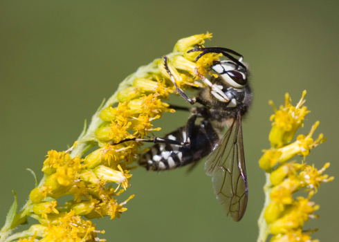 A bald-faced Hornet perched on a flower.