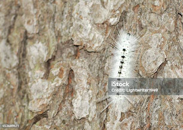 Hickory Szarawka Caterpiller - zdjęcia stockowe i więcej obrazów Bez ludzi - Bez ludzi, Bezkręgowce, Bliskie zbliżenie