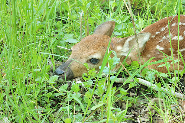 istock Whitetail Deer Fawn 453689559