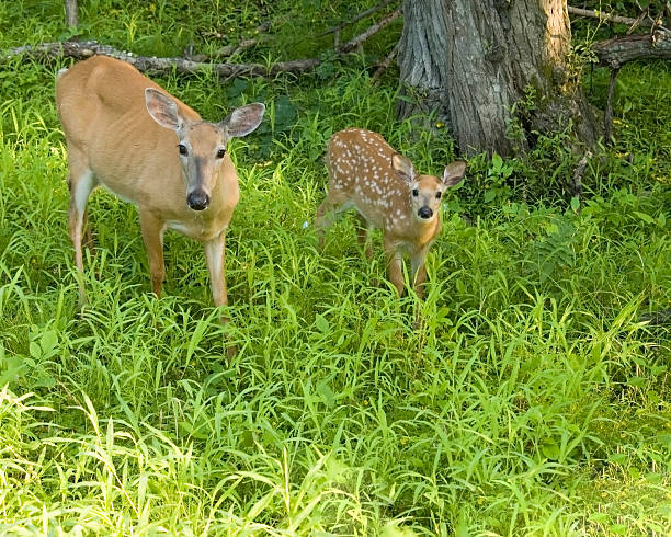 istock Whitetail Deer Doe And Fawn 453690231