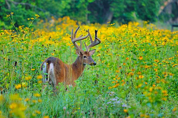 istock Whitetail Deer Buck In Velvet 453690391