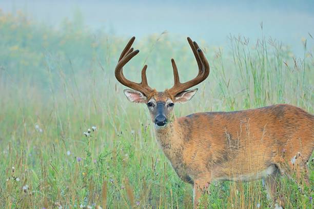 istock Whitetail Deer Buck In Velvet 453690393