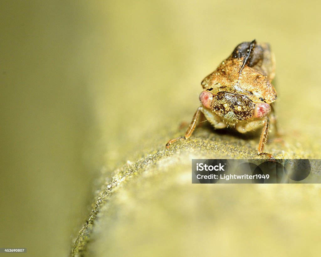 뿔매미 - 로열티 프리 곤충 스톡 사진