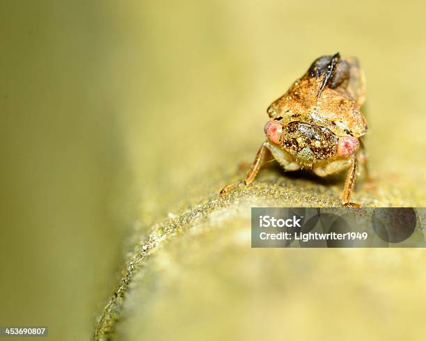 뿔매미 곤충에 대한 스톡 사진 및 기타 이미지 - 곤충, 동물, 매미