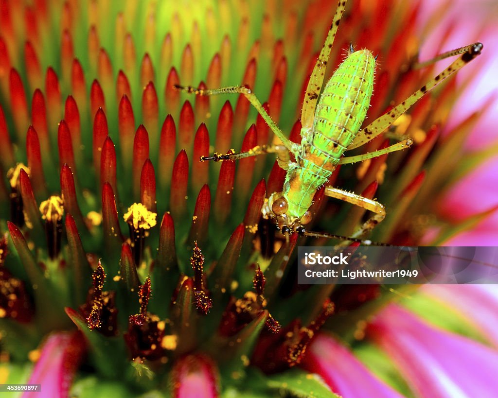 Sauterelle d'Amérique Nymphe - Photo de Couleur verte libre de droits