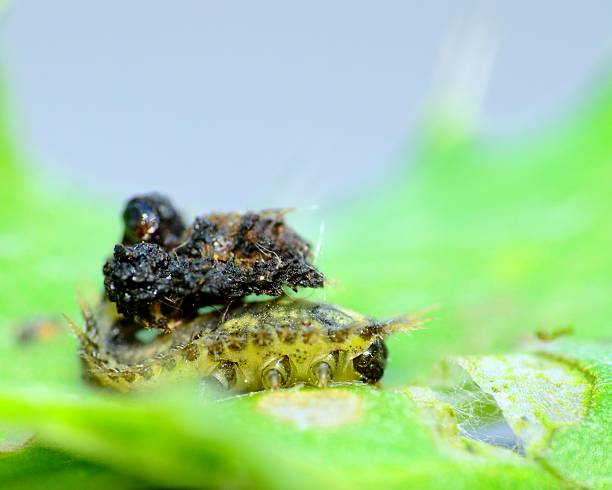 Thistle Tortoise Beetle Larvae Thistle Tortoise Beetle Larvae carrying its own waste on its back. cassida viridis stock pictures, royalty-free photos & images
