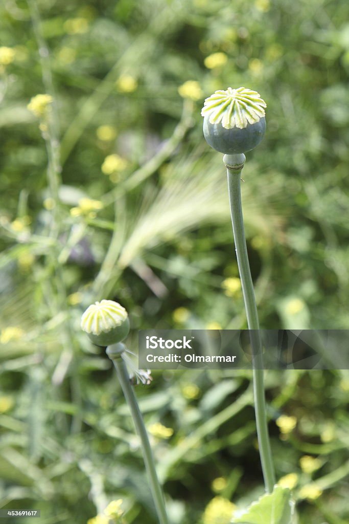 Campo de amapolas poppies con verde - Foto de stock de Aire libre libre de derechos