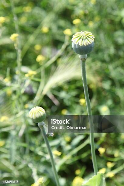 Campo De Amapolas Poppies Con Verde Foto de stock y más banco de imágenes de Aire libre - Aire libre, Amapola - Planta, Cabeza de flor