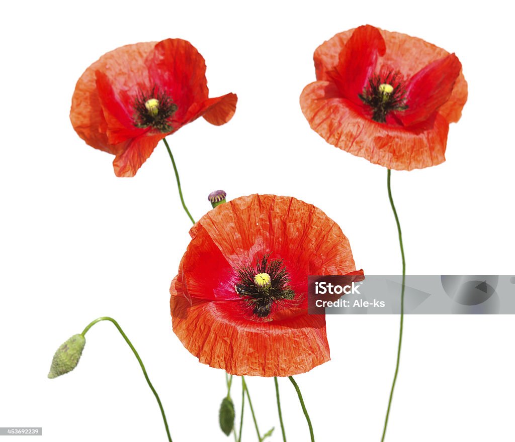 red poppies - Lizenzfrei Blume Stock-Foto
