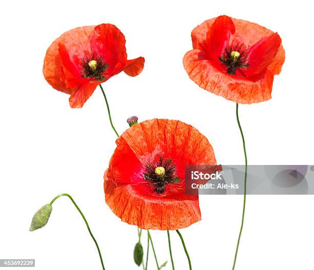 Red Poppies Stockfoto und mehr Bilder von Blume - Blume, Blütenblatt, Feld