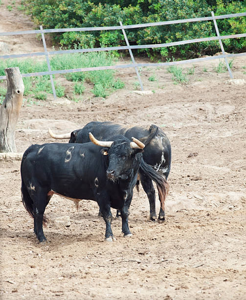 istock Fighting black bulles in paddock.Spain. 453692791