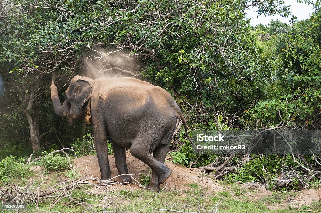 Elefante selvagem - Foto de stock de Animal royalty-free