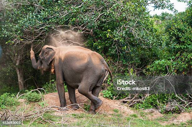 Foto de Elefante Selvagem e mais fotos de stock de Animal - Animal, Animal selvagem, Areia