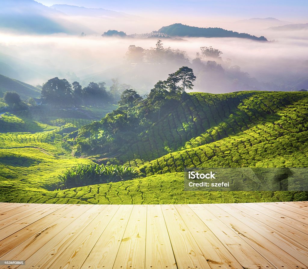 Tea Plantations Wood floor over tea Plantations at Cameron Highlands Malaysia. Sunrise in early morning with fog. Agriculture Stock Photo
