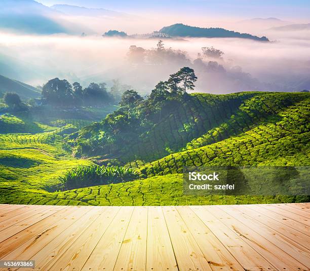 Tea Plantations Stock Photo - Download Image Now - Agriculture, Asia, Beauty