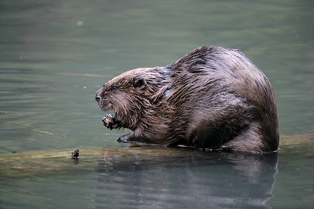 istock European beaver,  Castor fiber 453697843