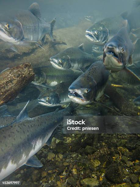 Photo libre de droit de Vue Sousmarine Des Saumons Avec La Bouche Ouverte En Direction De C banque d'images et plus d'images libres de droit de Saumon - Animal