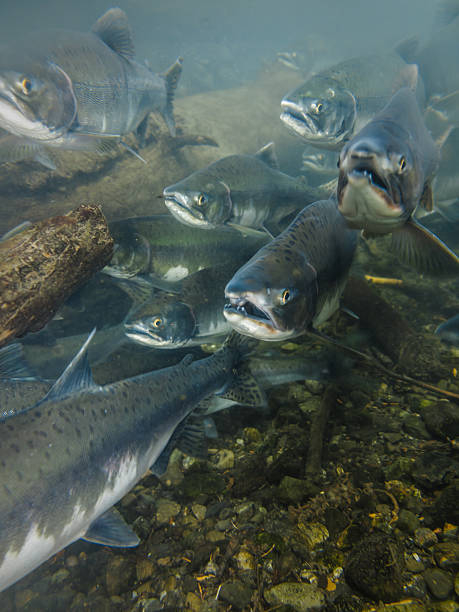 vista subacquea di salmone con la bocca aperta in upstream - sockeye salmon immagine foto e immagini stock