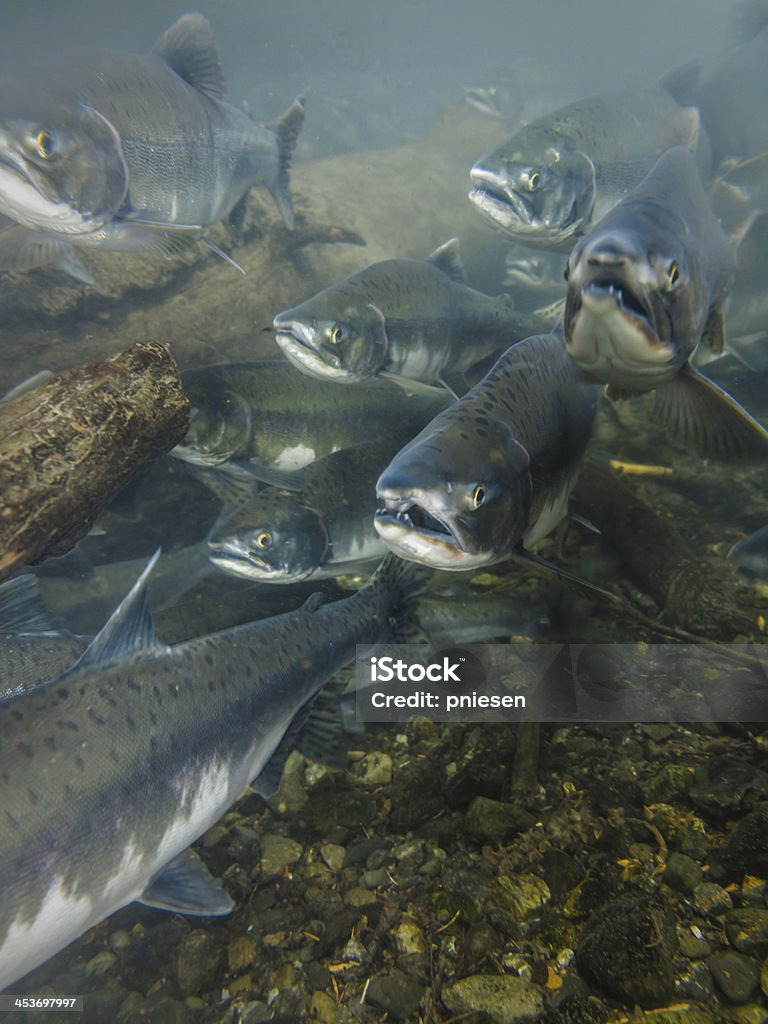 underwater view of salmon with their mouths open heading upstream Closeup underwater view of a school of sockeye salmon spawning in the Kenai River Alaska heads facing photographer with mouths open Salmon - Animal Stock Photo