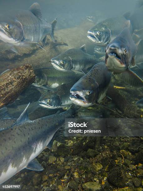 Underwater View Of Salmon With Their Mouths Open Heading Upstream Stock Photo - Download Image Now