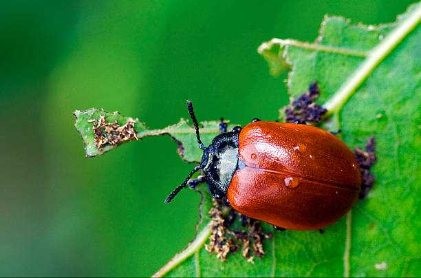 istock red cercopidae vulnerata ladybirds in the ocellated anatis ocellata choleoptera 453720383