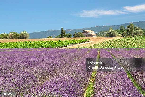 Lavender Field Stock Photo - Download Image Now - Agricultural Field, Agriculture, Architecture