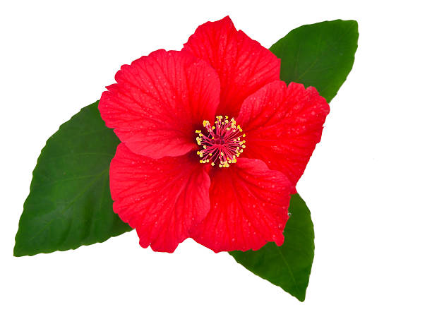 istock Red zinnia flowers 453722595