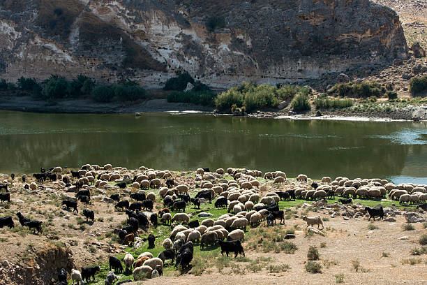 troupeau de moutons - hasankeyf photos et images de collection
