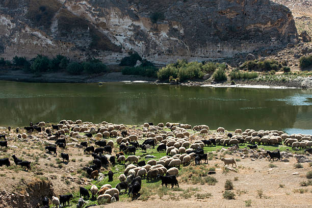 отара овец - hasankeyf стоковые фото и изображения