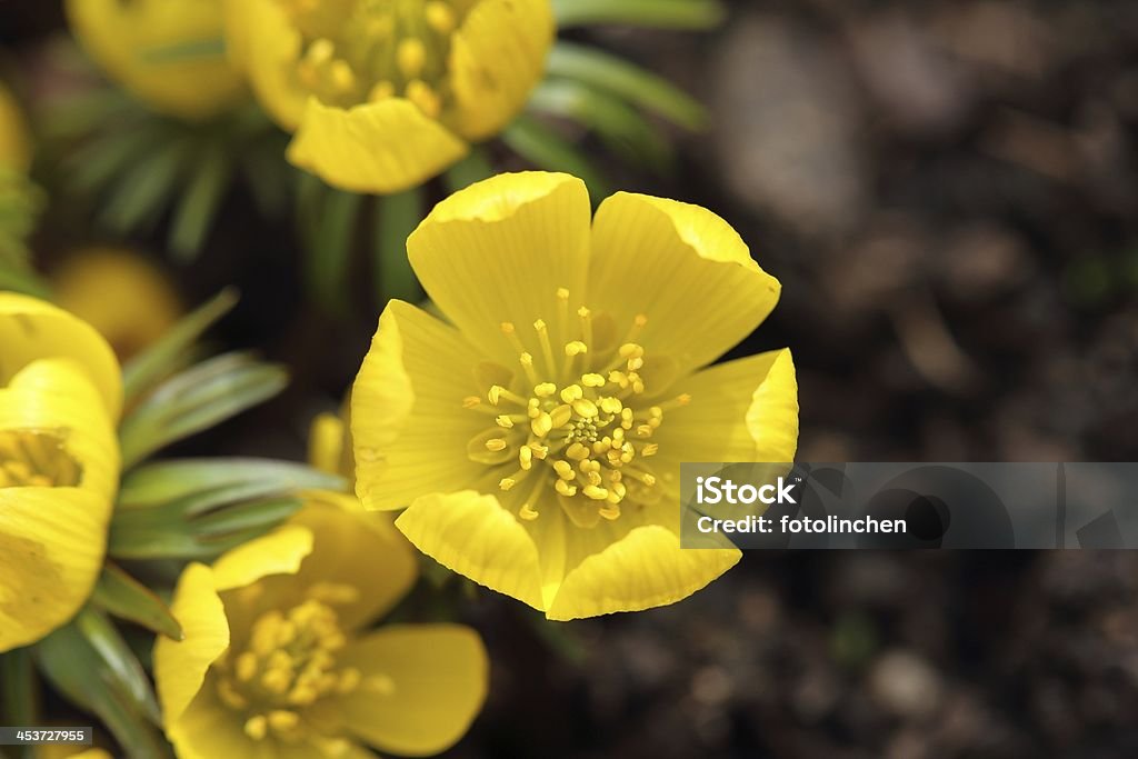 Winter cherry-Eranthis hyemalis - Lizenzfrei Blatt - Pflanzenbestandteile Stock-Foto