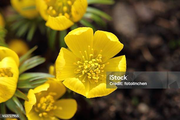 Winter Cherryeranthis Hyemalis Stockfoto und mehr Bilder von Blatt - Pflanzenbestandteile - Blatt - Pflanzenbestandteile, Blume, Blumenbeet