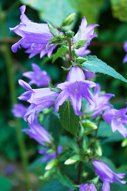 istock Purple trumpet flowers 453728531