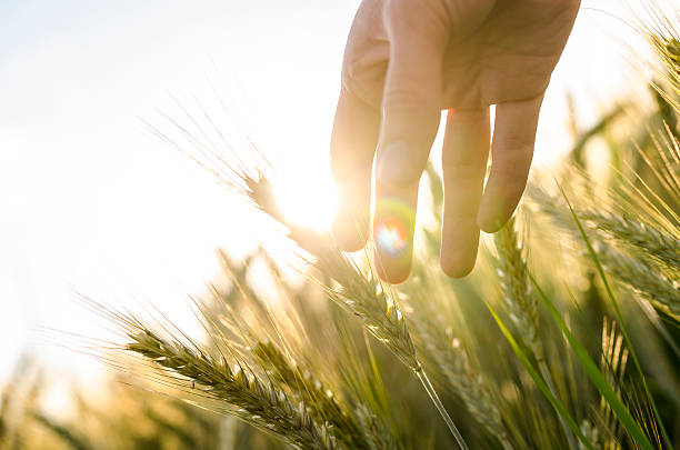 Farmer's hand touches heads of wheat plants stock photo