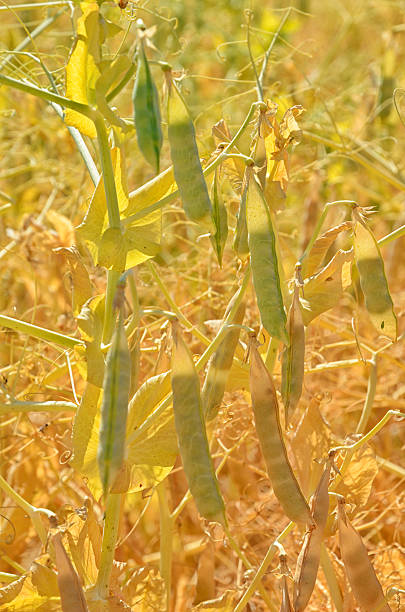 champ de mûres pois en cosse sur plant - peasecod photos et images de collection