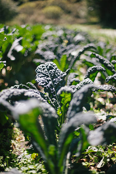 Dino Kale Growing in Vegetable Garden stock photo