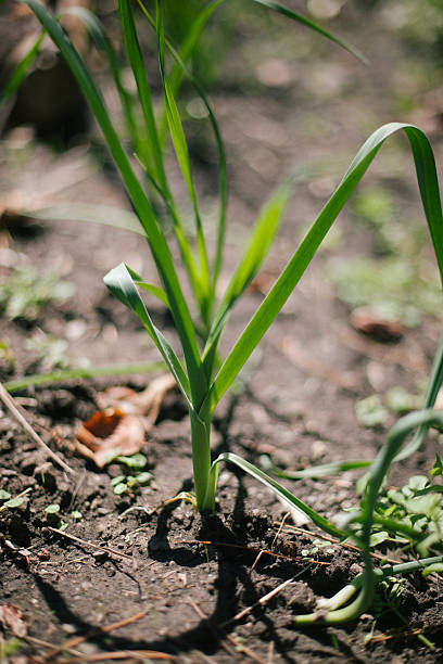 Garlic Scape Growing Out of Ground stock photo