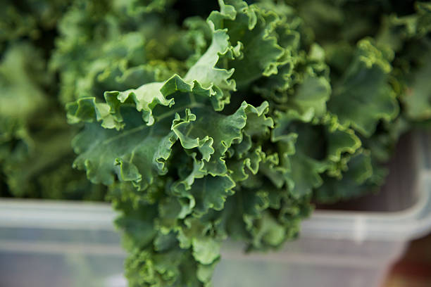 Close-up of Curly Leaved Kale stock photo