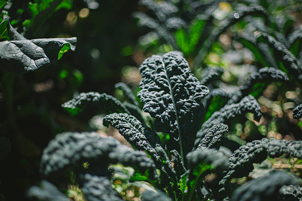 Dino Kale creciente en jardín de vegetales - foto de stock