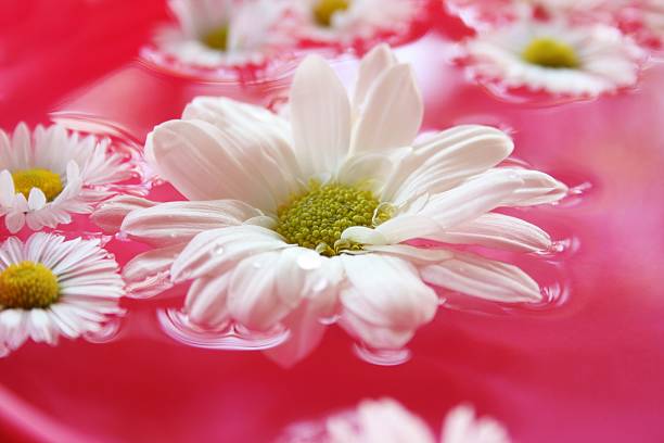 istock Beautiful  flower in nature background 453728847