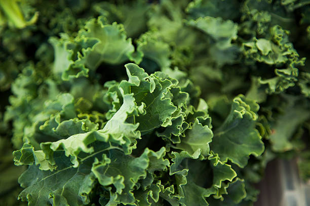 Close-up of Curly leaved kale stock photo