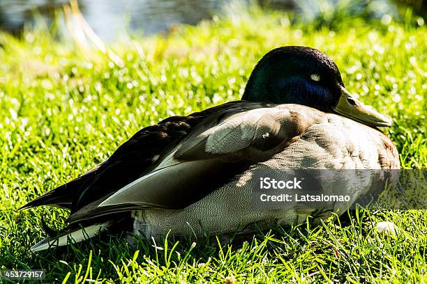 Patoreal Em Repouso - Fotografias de stock e mais imagens de Acasalamento - Acasalamento, Animal, Animal selvagem