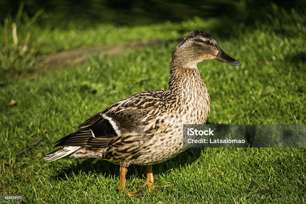 Canard colvert - Photo de Accouplement animal libre de droits